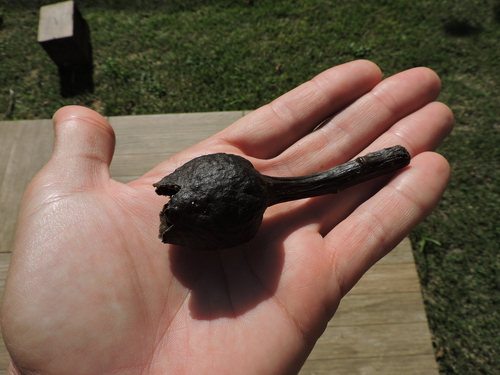 Pseudobombax majus