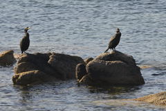 Gulosus aristotelis desmarestii