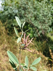 Indigofera suffruticosa