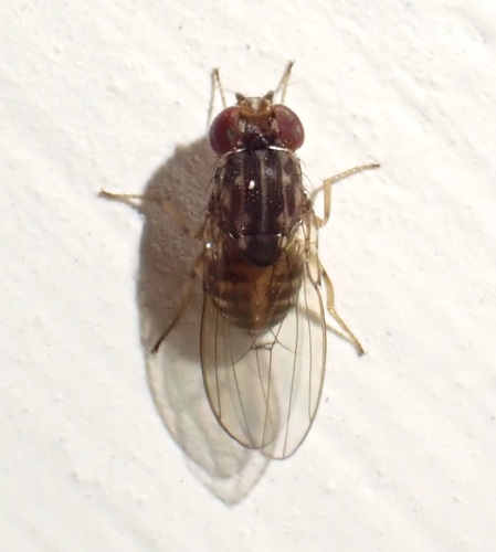 Scaptodrosophila lativittata · iNaturalist