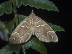 Chaetolopha leucophragma