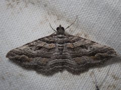 Chrysolarentia severata