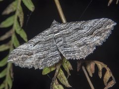 Chrysolarentia severata