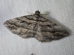 Chrysolarentia severata