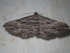 Chrysolarentia severata