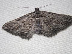 Chrysolarentia severata