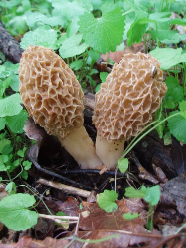 American yellow morel