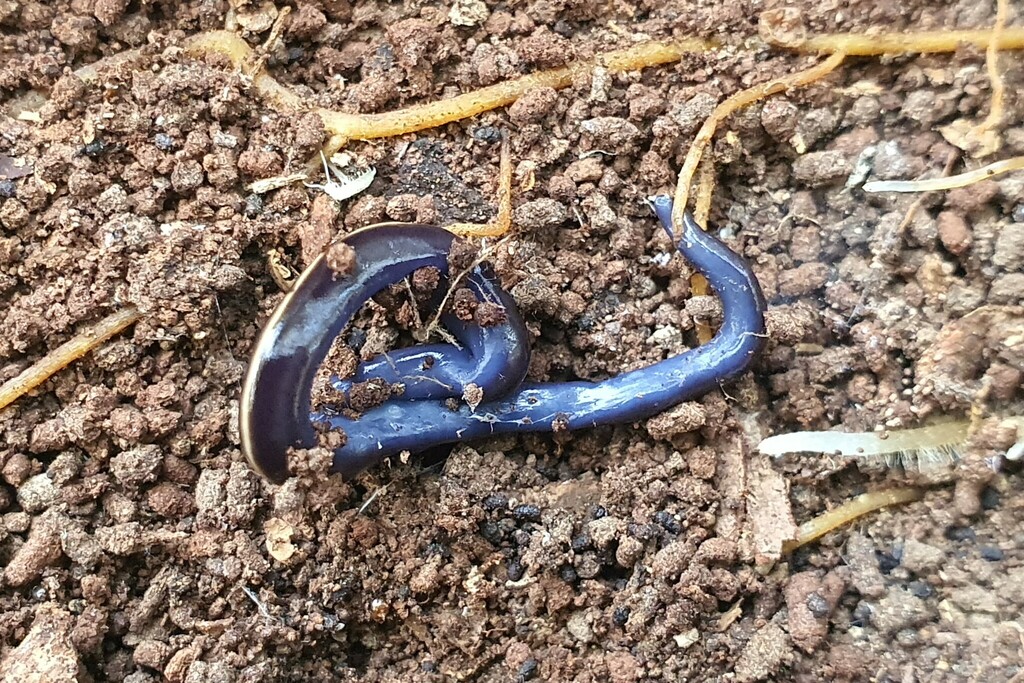 Blue Garden Flatworm from Melbourne VIC, Australia on June 6, 2024 at ...