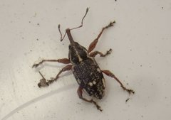 Aoplocnemis rufipes