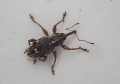 Aoplocnemis rufipes