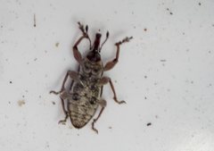 Aoplocnemis rufipes