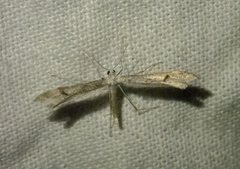 Platyptilia celidotus