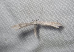 Platyptilia celidotus