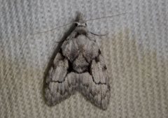 Nola delograpta