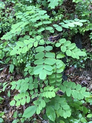 Amorpha ouachitensis