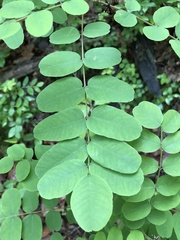Amorpha ouachitensis