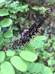 Amorpha ouachitensis