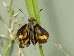 Ocybadistes walkeri sothis