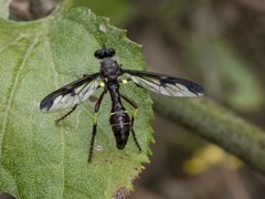 Daptolestes limbipennis