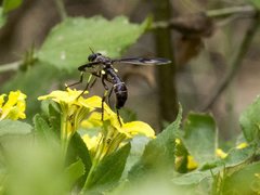 Daptolestes limbipennis