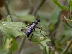 Daptolestes limbipennis