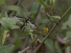Daptolestes limbipennis