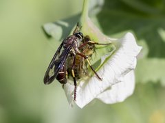 Daptolestes limbipennis