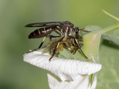 Daptolestes limbipennis