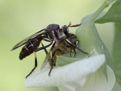 Daptolestes limbipennis