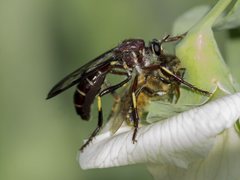 Daptolestes limbipennis