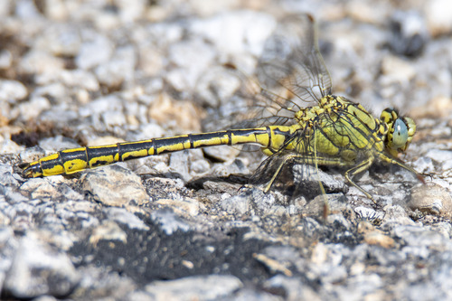 Western Clubtail, photo 5 of 7