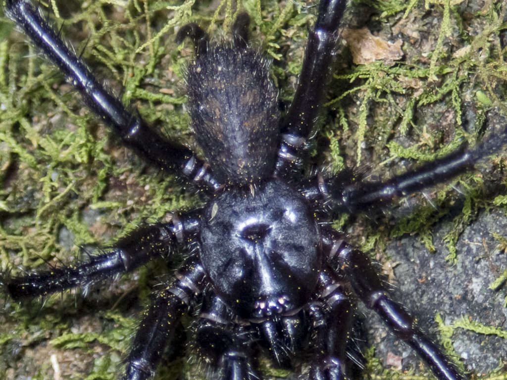 Teranodes otwayensis
