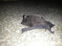 Pipistrellus abramus