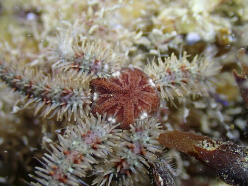 Photo of Common brittle star (Ophiothrix fragilis)