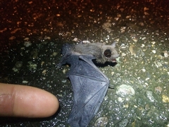 Pipistrellus abramus