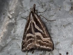 Dichromodes confluaria