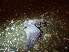 Pipistrellus abramus