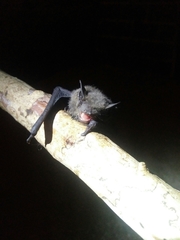 Pipistrellus abramus