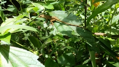 Anolis mariarum