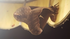 Callosamia angulifera