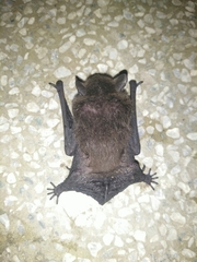 Pipistrellus abramus