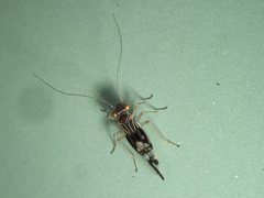 Elipsocidae