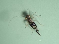 Elipsocidae
