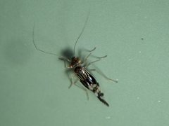 Elipsocidae