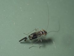 Elipsocidae