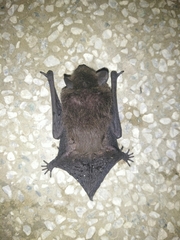 Pipistrellus abramus