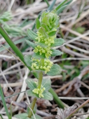 Cruciata glabra krylovii