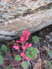 Heuchera sanguinea