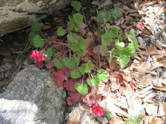 Heuchera sanguinea