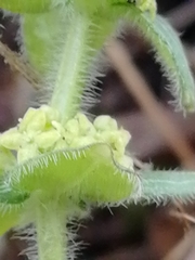Cruciata glabra krylovii